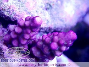 https://www.boutique-nosybe.com/3673-thickbox_default/acropora-cerealis-violet-usa-wysiwyg.jpg