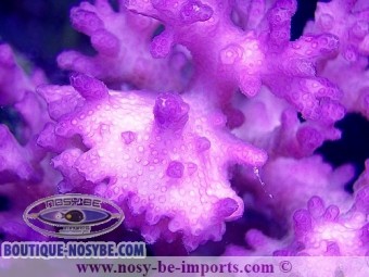 https://www.boutique-nosybe.com/3676-thickbox_default/pocillopora-damicornis-rose-wysiwyg.jpg