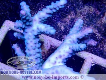 https://www.boutique-nosybe.com/3679-thickbox_default/acropora-parilis-bleu-indo-wysiwyg.jpg