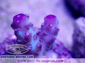 https://www.boutique-nosybe.com/3680-thickbox_default/acropora-sp-usa-wysiwyg-s.jpg