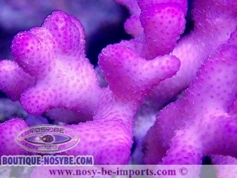 https://www.boutique-nosybe.com/3682-thickbox_default/stylophora-sp-rose-tonga-wysiwyg.jpg