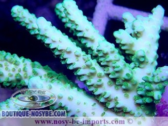 https://www.boutique-nosybe.com/3686-thickbox_default/acropora-sp-indo-wysiwyg.jpg