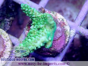 https://www.boutique-nosybe.com/3687-thickbox_default/acropora-sp-indo-bouture-m-wysiwyg.jpg