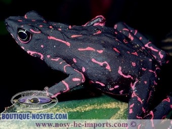 https://www.boutique-nosybe.com/3735-thickbox_default/atelopus-spumarius-barbotini.jpg