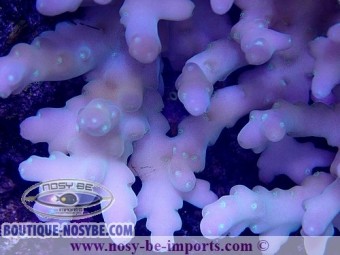 https://www.boutique-nosybe.com/3742-thickbox_default/acropora-caroliniana-lxl-wysiwyg.jpg