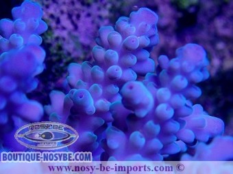 https://www.boutique-nosybe.com/3745-thickbox_default/acropora-sp-bleu-l-wysiwyg.jpg