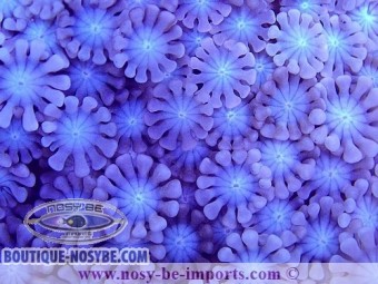 https://www.boutique-nosybe.com/3754-thickbox_default/alveopora-sp-australie-ultra-wysiwyg.jpg