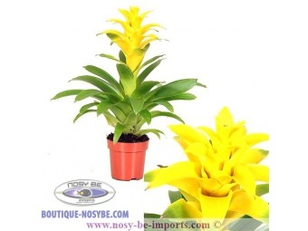 https://www.boutique-nosybe.com/3766-thickbox_default/guzmania-diana-jaune.jpg