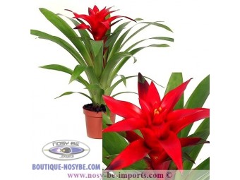 https://www.boutique-nosybe.com/3767-thickbox_default/guzmania-blitz-rouge.jpg