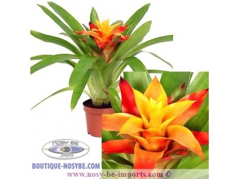 https://www.boutique-nosybe.com/3768-thickbox_default/guzmania-flava-orange.jpg