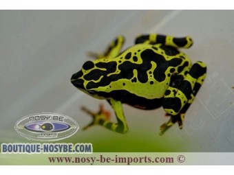 https://www.boutique-nosybe.com/3776-thickbox_default/atelopus-de-limon.jpg