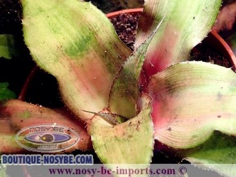 https://www.boutique-nosybe.com/3777-thickbox_default/cryptanthus-sp-tricolore.jpg