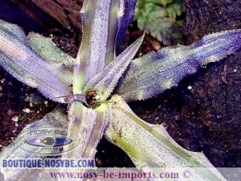 https://www.boutique-nosybe.com/3783-thickbox_default/cryptanthus-sp-argent.jpg