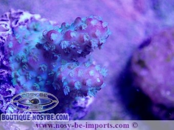 https://www.boutique-nosybe.com/3800-thickbox_default/acropora-sp-usa-s-wysiwyg.jpg