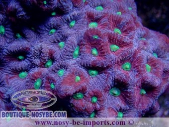 https://www.boutique-nosybe.com/3804-thickbox_default/favites-sp-multicolore-ml-wysiwyg.jpg