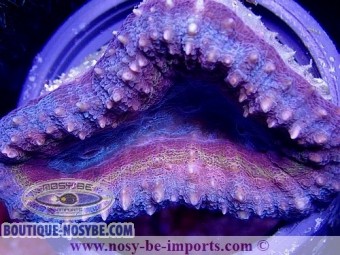 https://www.boutique-nosybe.com/3809-thickbox_default/lobophyllia-sp-tricolor-sm-wysiwyg.jpg