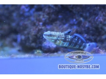 https://www.boutique-nosybe.com/381-thickbox_default/amblygobius-phalaena.jpg