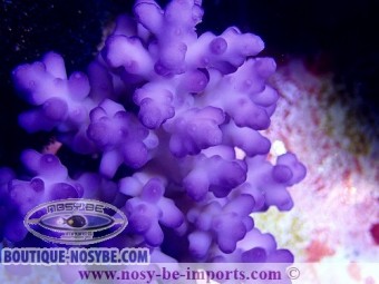 https://www.boutique-nosybe.com/3811-thickbox_default/acropora-granulosa-bleu-m-wysiwyg.jpg