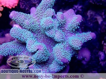 https://www.boutique-nosybe.com/3813-thickbox_default/sarcophyton-sp-vert-fluo-australie-wysiwyg.jpg