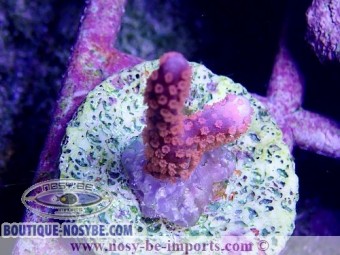 https://www.boutique-nosybe.com/3814-thickbox_default/montipora-digitata-polypes-oranges-bouture-wysiwyg.jpg