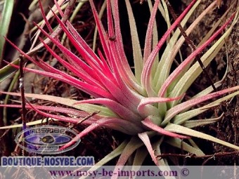 https://www.boutique-nosybe.com/3816-thickbox_default/tillandsia-ionantha-rubra.jpg
