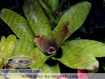 https://www.boutique-nosybe.com/3820-thickbox_default/neoregelia-concentrica.jpg