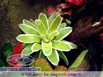 https://www.boutique-nosybe.com/3821-thickbox_default/neoregelia-flandria.jpg