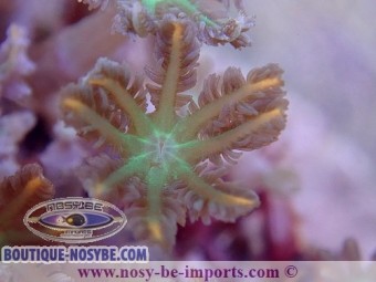 https://www.boutique-nosybe.com/3857-thickbox_default/cornularia-sp-tricolor.jpg