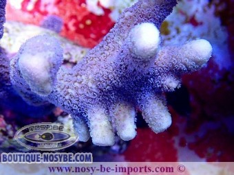 https://www.boutique-nosybe.com/3860-thickbox_default/montipora-digitata-bleu.jpg