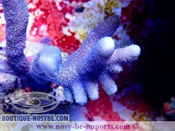 https://www.boutique-nosybe.com/3870-thickbox_default/montipora-digitata-bleu-wysiwyg.jpg