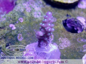 https://www.boutique-nosybe.com/3875-thickbox_default/acropora-sp-tricolore-wysiwyg.jpg