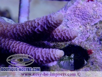 https://www.boutique-nosybe.com/3876-thickbox_default/acropora-millepora-bleu-wysiwyg.jpg