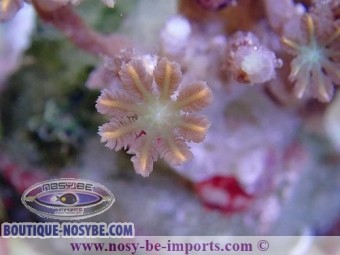 https://www.boutique-nosybe.com/3877-thickbox_default/cornularia-sp-tricolore-wysiwyg.jpg