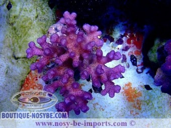 https://www.boutique-nosybe.com/3879-thickbox_default/pocillopora-damicornis-rose-wysiwyg.jpg