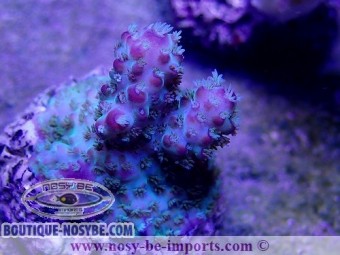 https://www.boutique-nosybe.com/3880-thickbox_default/acropora-sp-elevage-usa-bouture-wysiwyg.jpg