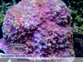 https://www.boutique-nosybe.com/3881-thickbox_default/montipora-sp-encroûtant-wysiwyg.jpg