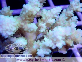 https://www.boutique-nosybe.com/3917-thickbox_default/acropora-sp-tonga-wysiwyg.jpg