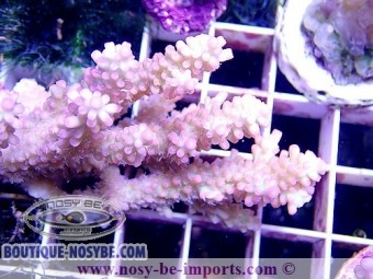 https://www.boutique-nosybe.com/3918-thickbox_default/acropora-microclados-ss-wysiwyg.jpg