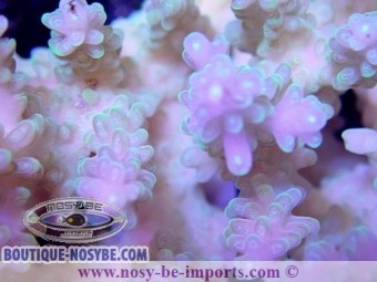 https://www.boutique-nosybe.com/3919-thickbox_default/acropora-sp-tricolor-tonga-wysiwyg.jpg