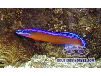 https://www.boutique-nosybe.com/392-thickbox_default/pseudochromis-aldabraensis.jpg