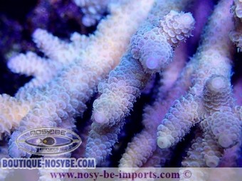 https://www.boutique-nosybe.com/3923-thickbox_default/acropora-millepora-tricolore-xl-wysiwyg.jpg