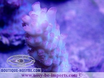 https://www.boutique-nosybe.com/3925-thickbox_default/acropora-microclados-ss-bouture-l-wysiwyg.jpg