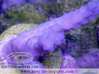 https://www.boutique-nosybe.com/3926-thickbox_default/acropora-sp-bleu-bouture-l-indo-wysiwyg.jpg