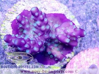 https://www.boutique-nosybe.com/3927-thickbox_default/acropora-sp-elevage-usa-wysiwyg.jpg