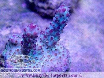 https://www.boutique-nosybe.com/3928-thickbox_default/acropora-sp-elevage-usa-wysiwyg.jpg