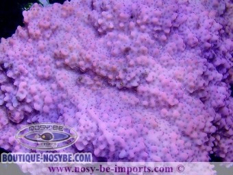 https://www.boutique-nosybe.com/3931-thickbox_default/montipora-sp-encroûtant-tonga-wysiwyg.jpg