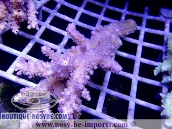 https://www.boutique-nosybe.com/3934-thickbox_default/acropora-formosa-xl-wysiwyg.jpg