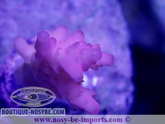https://www.boutique-nosybe.com/3938-thickbox_default/acropora-microclados-ss-ultra-rose-wysiwyg.jpg