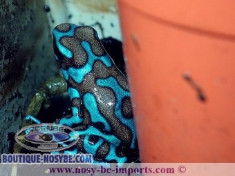 https://www.boutique-nosybe.com/3962-thickbox_default/dendrobates-auratus-birkhahn-bleue.jpg