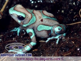 https://www.boutique-nosybe.com/3968-thickbox_default/dendrobates-auratus-birkhahn.jpg